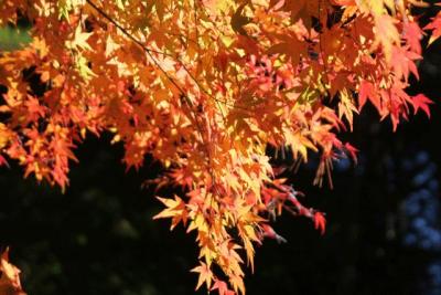 山中湖・西湖・河口湖周辺の紅葉&富士山=富士山そして山中湖編=