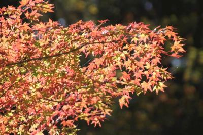 南アルプス・井川の紅葉