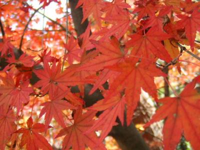 雲仙紅葉