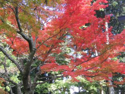 比叡山ドライブウエイの紅葉