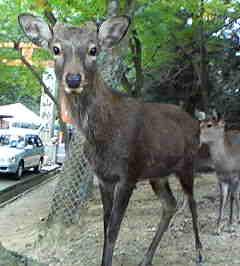 奈良公園