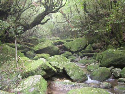 屋久島旅行