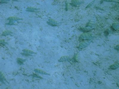 モルディブの海 *初めての水中写真編*