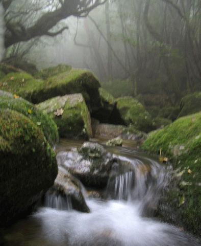 はるばる屋久島〈縄文杉登山編〉