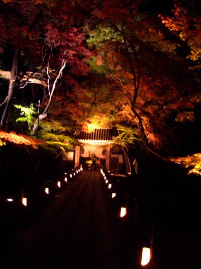 光明寺の紅葉 初ライトアップ