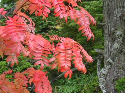 志賀高原　～紅葉・写真講座～