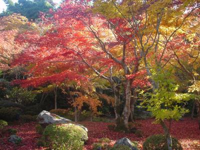 そうだ 京都、行こう。