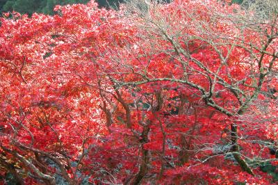 紅葉狩り