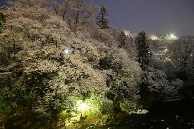 桜ではなく雪の花　厳冬に白鳥を見たくて　阿武隈川に　