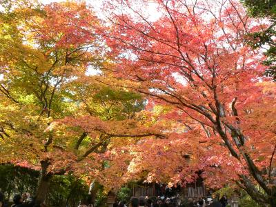 京都紅葉の名所　常寂光寺、二尊院、祇王寺へ（初めて見た京都の紅葉②）　