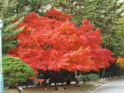 京都御苑の紅葉　意外と穴場かも、でも東福寺と比べないでください