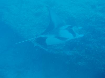 ボラボラ島旅行記　３日目