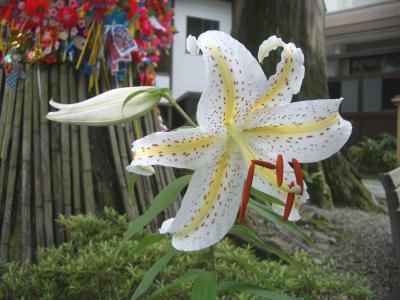 定義(じょうぎ)に慣らし運転