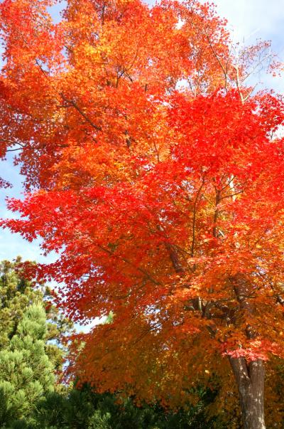 今年最後の紅葉…箱根美術館