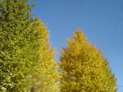 八王子の奥地今熊山の近くの金剛滝と北野の某市場で努努努努
