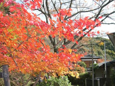 TVのコマーシャルに反応して秋の京都へ！　