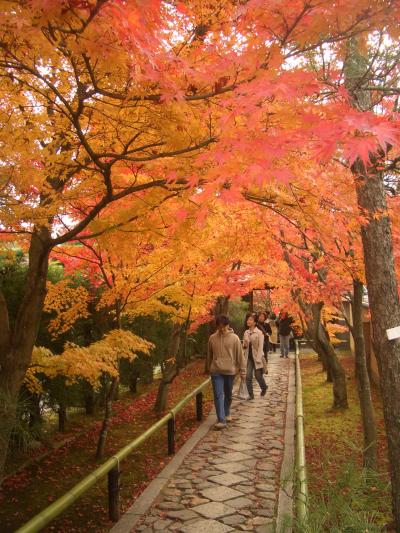 鷹峰の紅葉(その1) 垣根の光悦寺・圓成寺