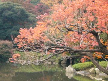 東京散歩【六義園と旧古河庭園の紅葉】