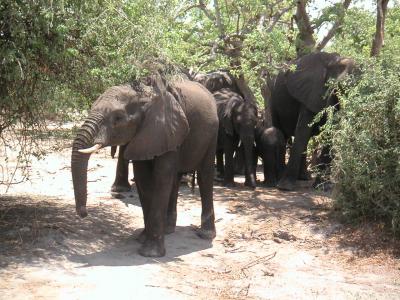 南部アフリカ４カ国旅行記３日目～チョベ国立公園へ