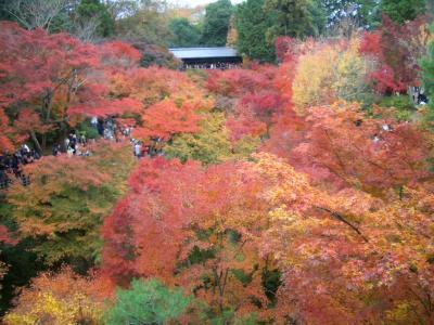 京都の紅葉狩り