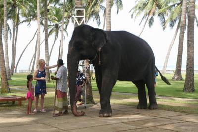 スリランカ象との出会い