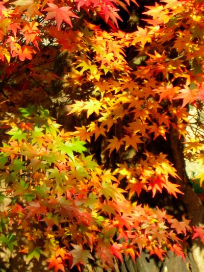 京都のお散歩～深草　若冲の石仏と紅葉をたずねて