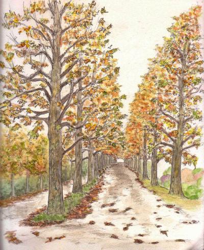 プラタナスの並木道・新宿御苑