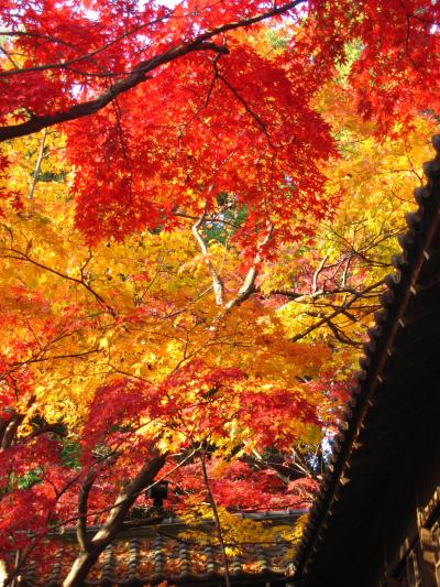 本土寺のミニツアー　☆本堂・茶室の内部拝観と懐石膳を楽しむ