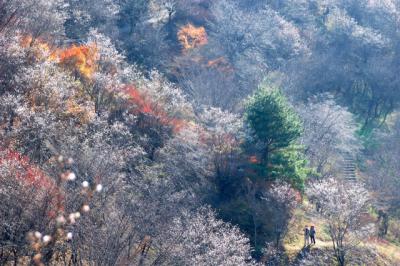 【桜狩り】鬼石冬桜~紅葉狩りも一緒に♪
