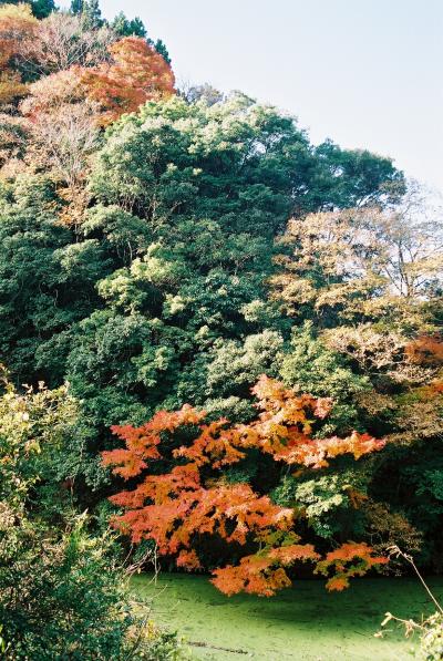 紅葉@東大演習林(千葉)