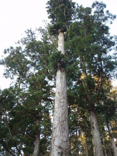 きりたんぽ、じゅんさい、ししとうアイス、しぼり大根!