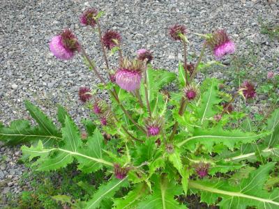 True Camp 2006 in 西湖　後編