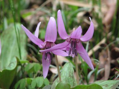 千葉市散策（１）・・泉自然公園を訪ねます。