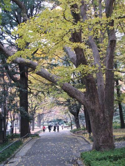 晩秋に彩られた東京の風景その?日比谷公園の大銀杏