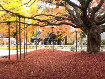 千如寺　大悲王院の紅葉