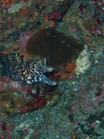 ２００６年潜り納め