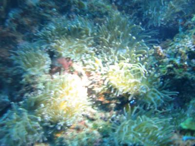伊豆半島（伊東市／八幡野）ＤＩＶＩＮＧ