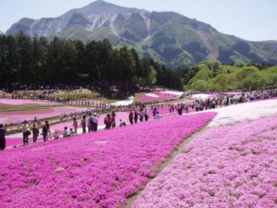 芝桜・秩父へおさんぽ