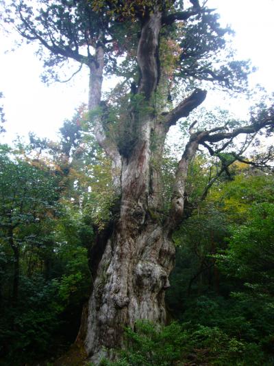 屋久島−杉の木ともののけの森へ　２）縄文杉と白谷雲水郷