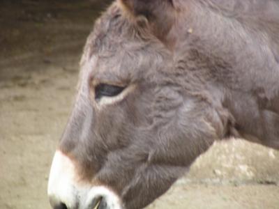 ヒネクレものの為のスペイン旅行　アルタミラ動物園編