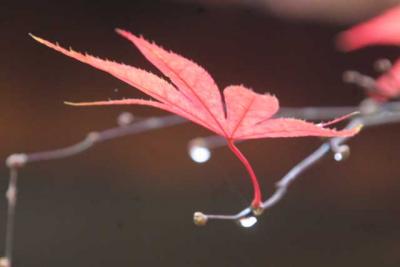 日本一遅い紅葉