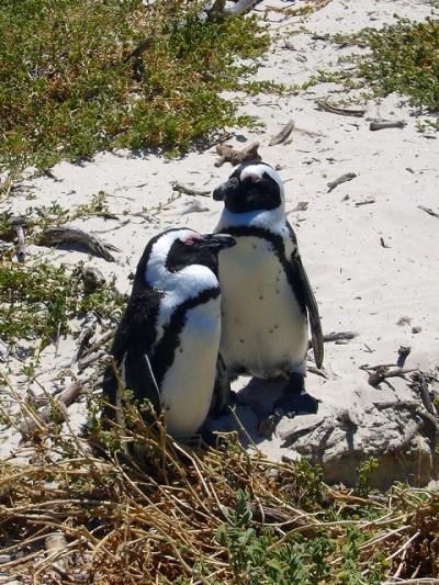 ケープ半島　一日観光ツアー