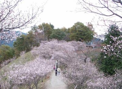 冬桜（鬼石・桜山公園）