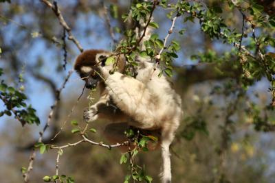 不思議の島！マダガスカルの旅 5・・旅いつまでも・・