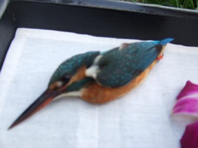 海外だってお部屋にこだわりた~い♪ 思う壺Barマダムの「キリマヤリゾート」野生動物編