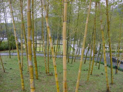 日本一の竹林面積を誇る合馬の里・・・北九州市