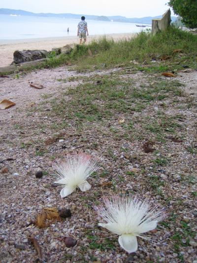 Krabi　de 滞在＠Aonang Beach