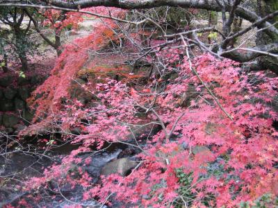 日本一遅い紅葉の名所・熱海梅林