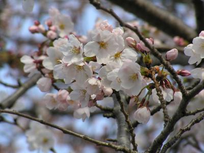 2006/03/26 葛飾森永工場側の桜