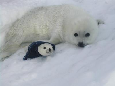 竪琴アザラシの赤ちゃんに逢いに!